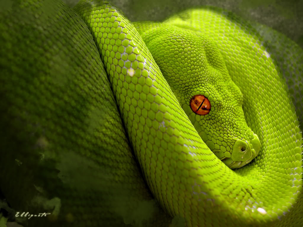 green snake background hd