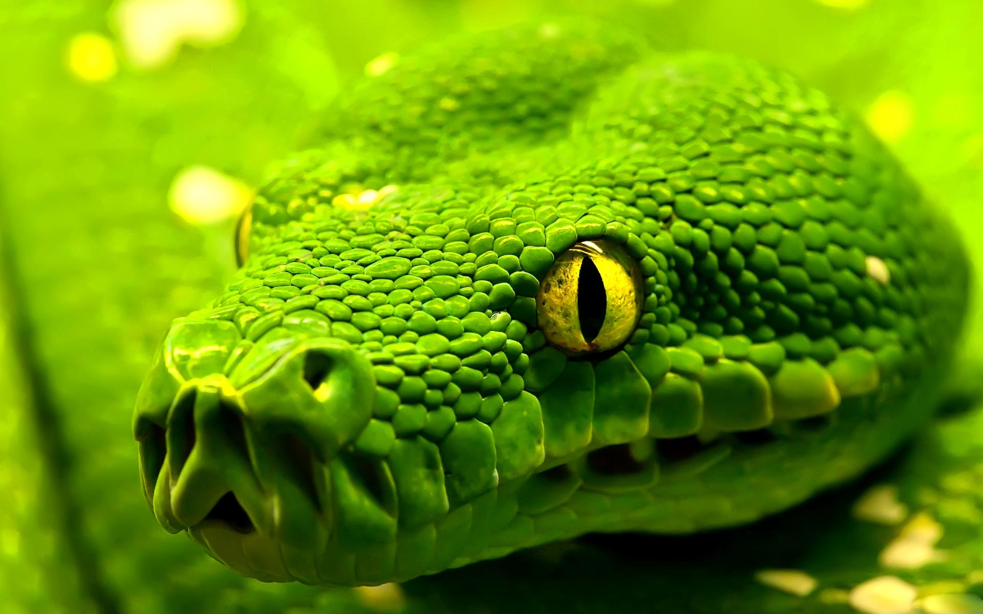 green snake hd wallpaper