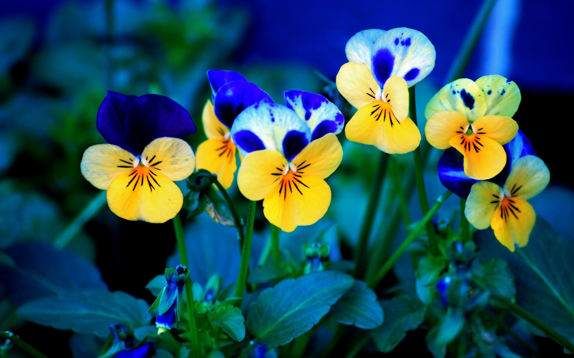 natural pansy flowers wallpaper
