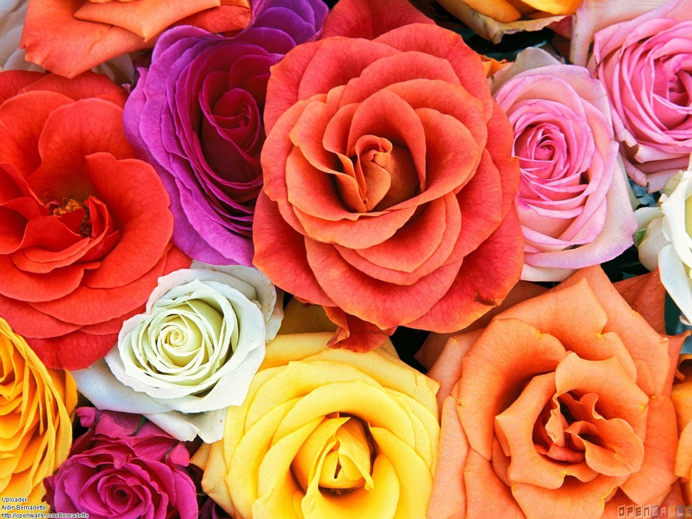 awesome colorful roses image