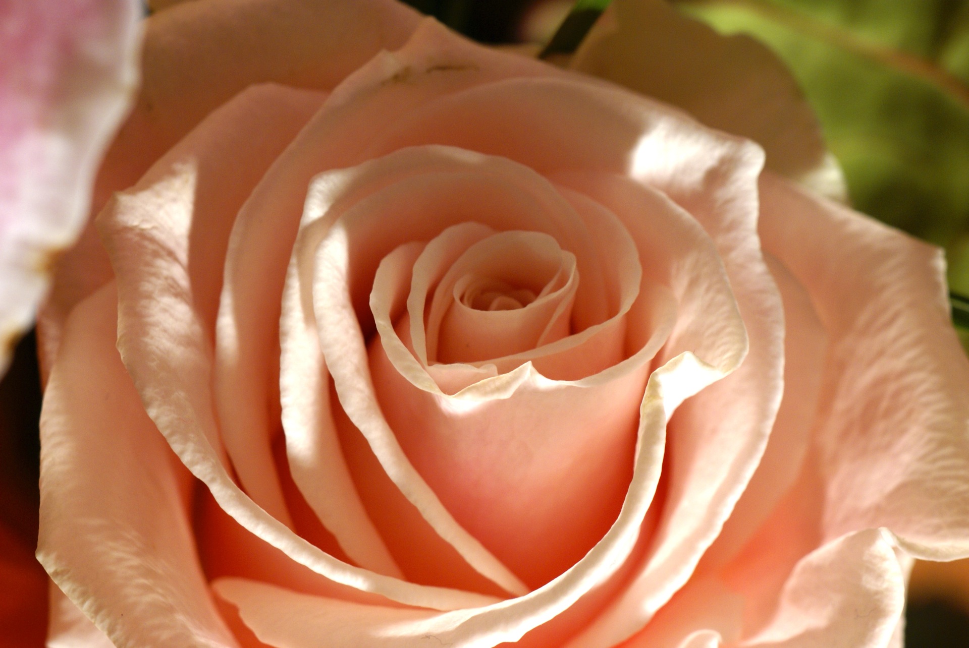 beautiful peach rose flowers wallpaper