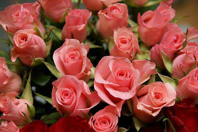 lovely peach rose flowers photo