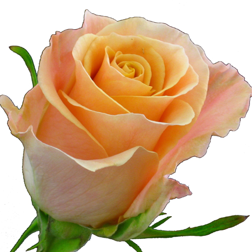 natural peach rose flowers picture