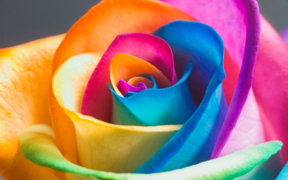 stunning colorful roses image