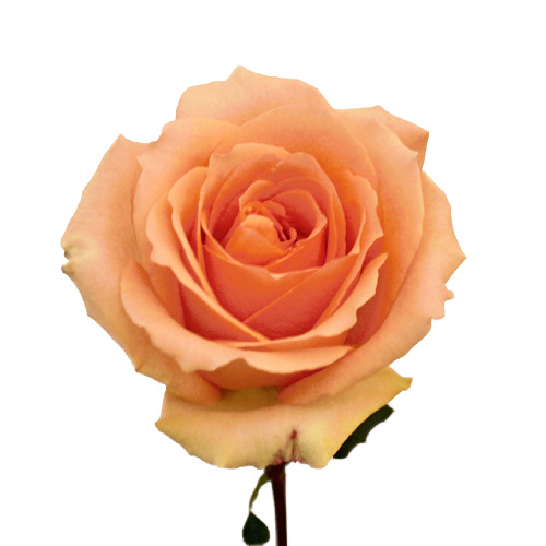 versilia peach rose flowers image
