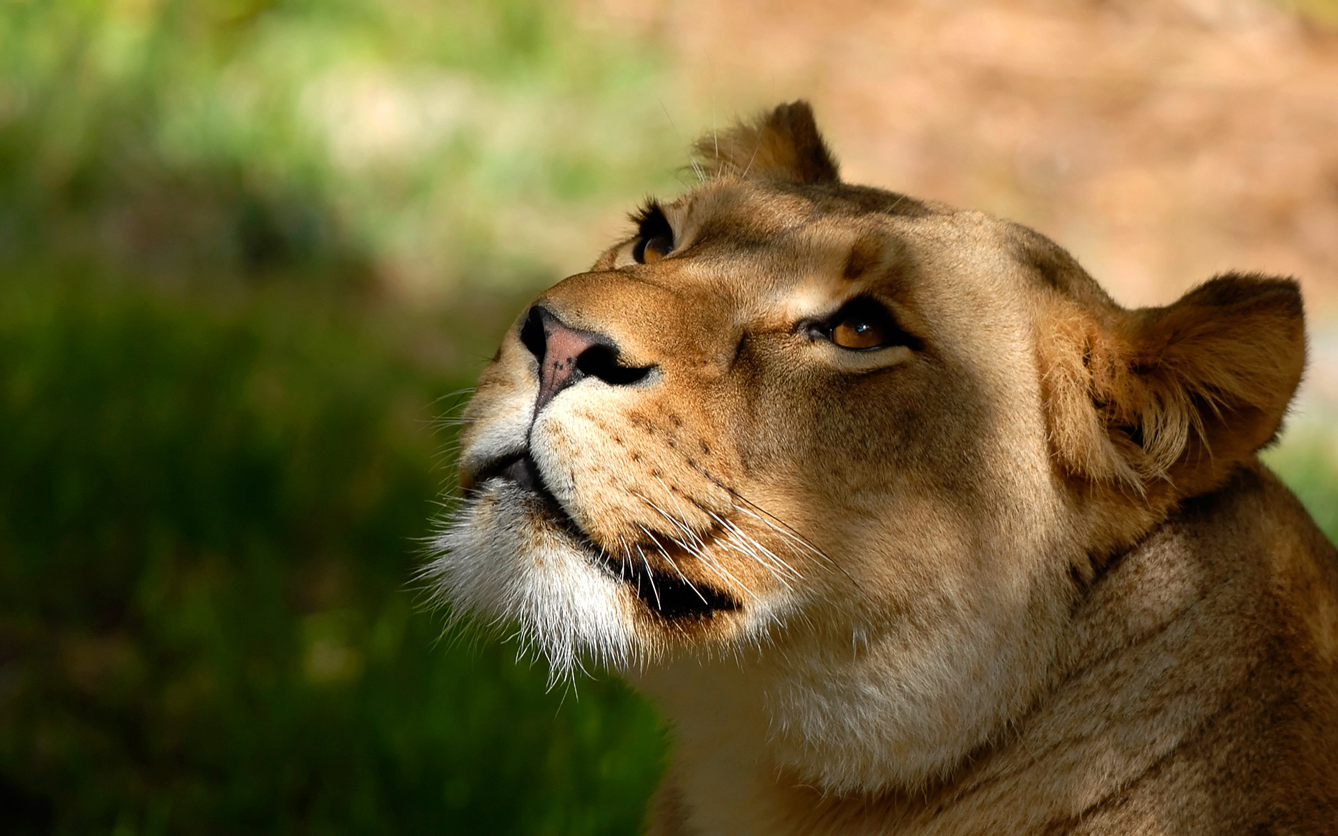 hd lioness wallpapers