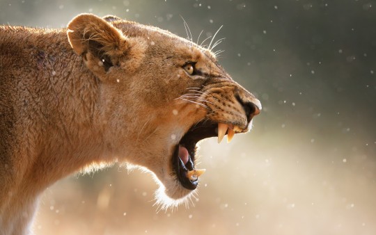roar lioness wallpapers