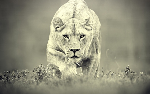 white lioness wallpapers hd