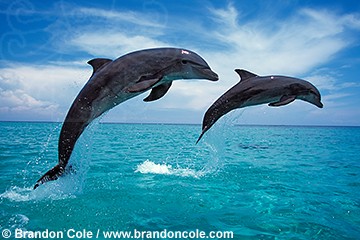 jumping dolphin pictures