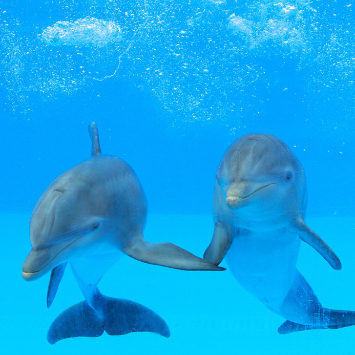 nice dolphin pictures hd