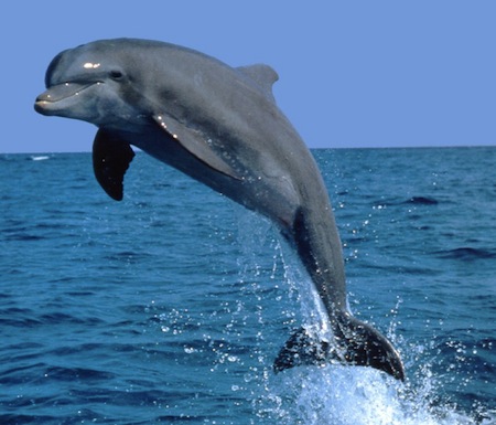 sea hd dolphin pictures