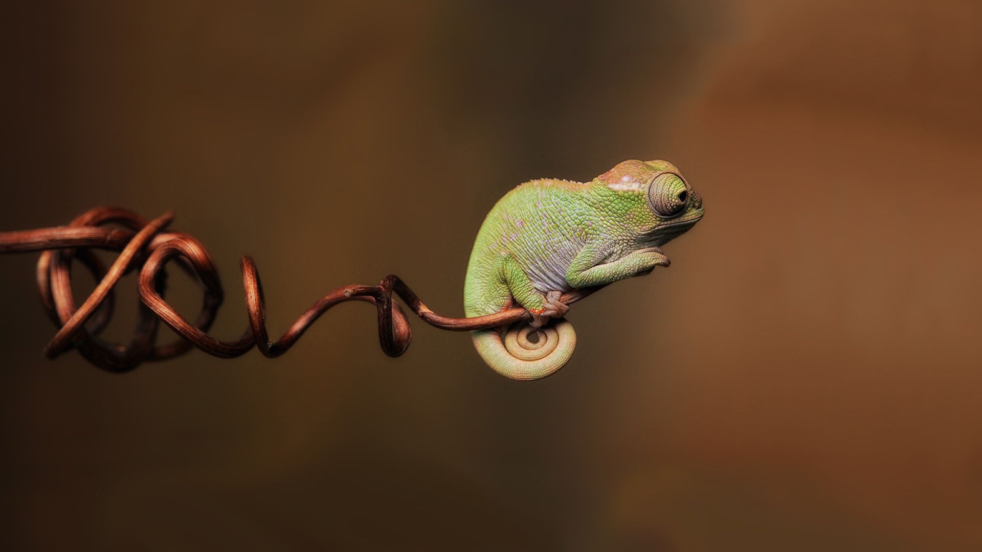 animal chameleon hd wallpaper
