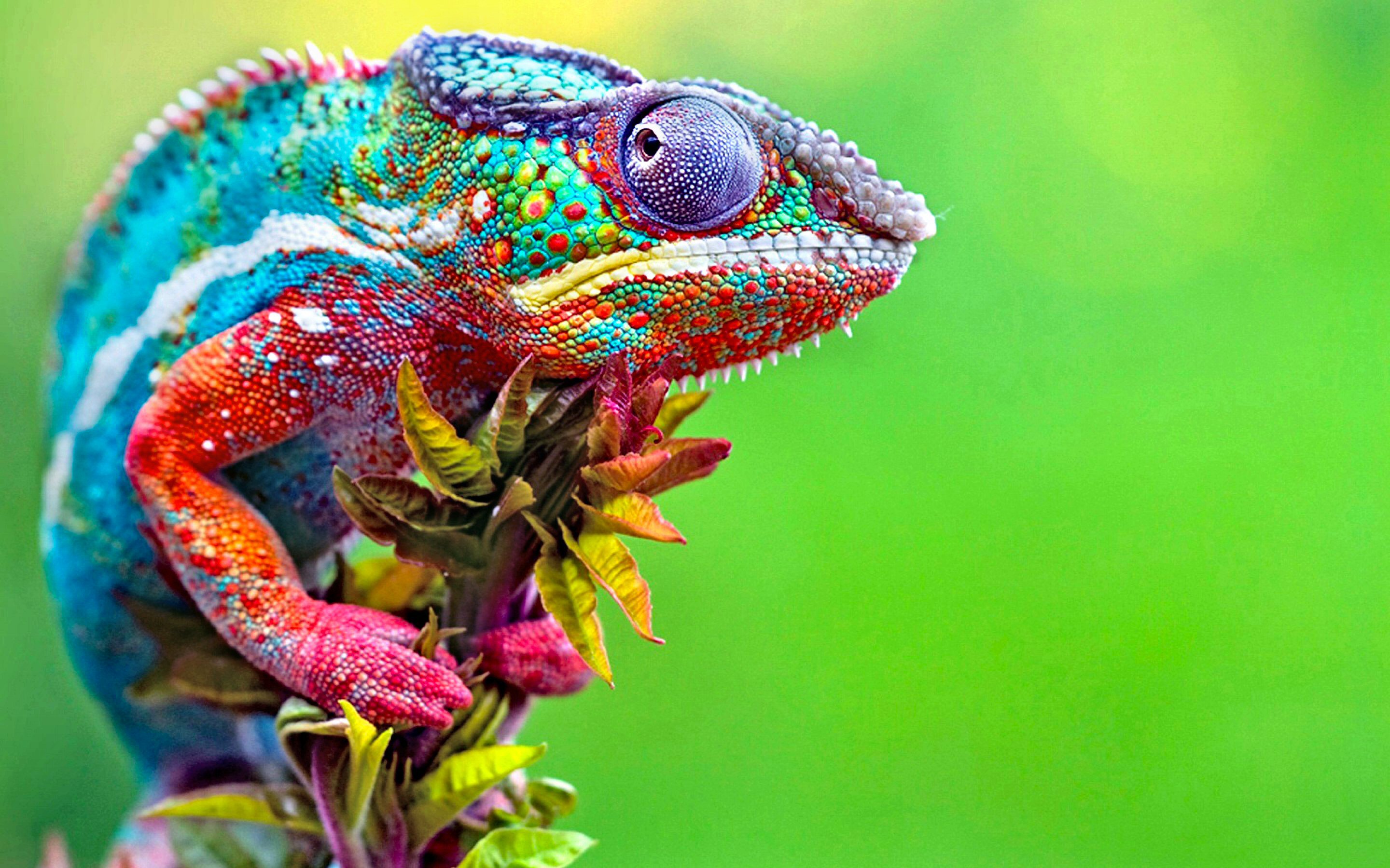 best chameleon wallpaper