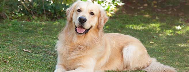 high quality golden retriever photos