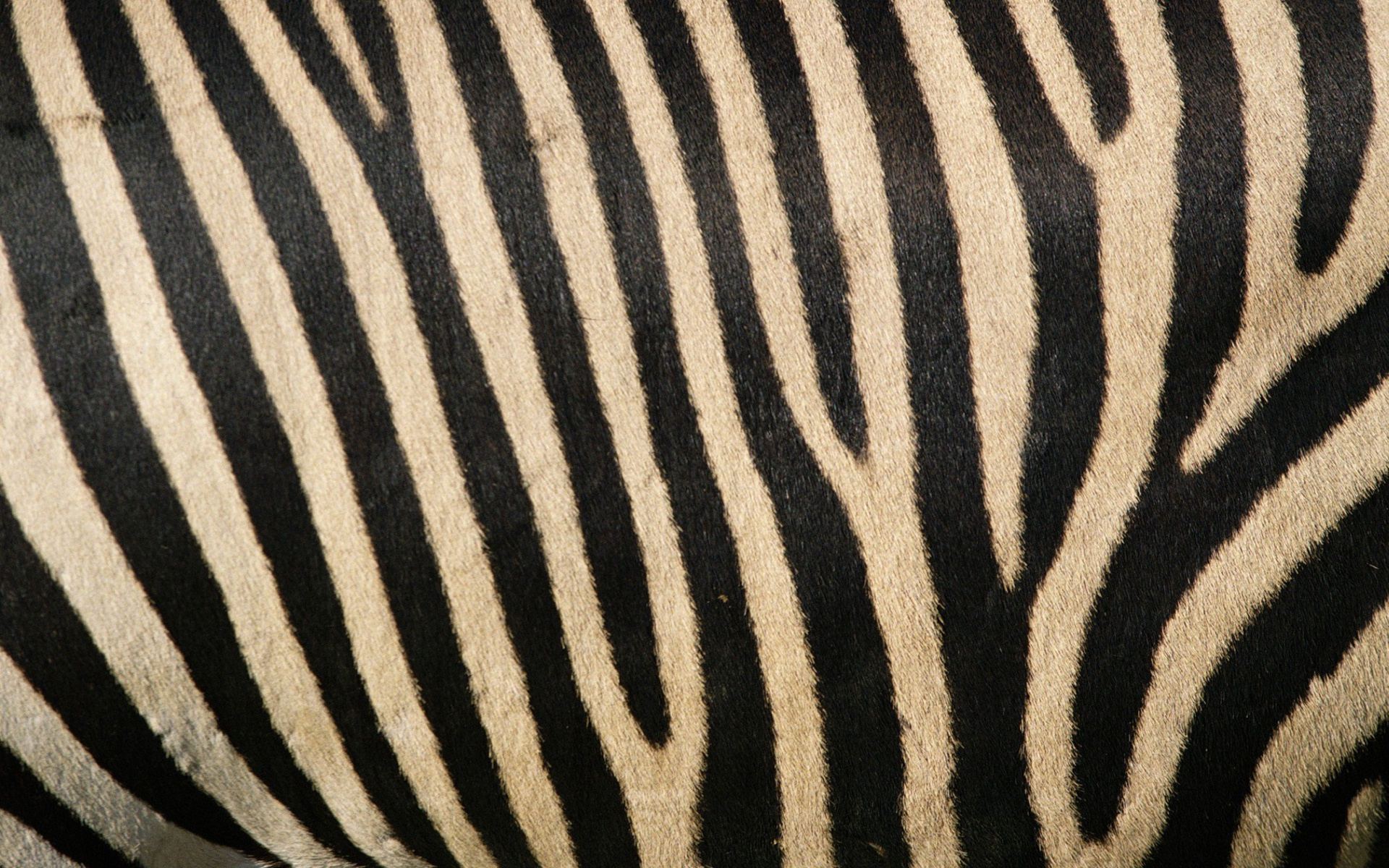 zebra skin wallpapers