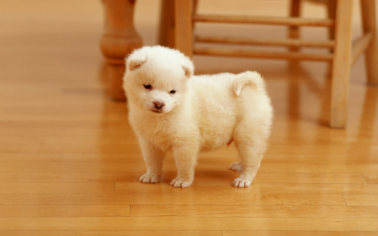 cutest puppy wide hd wallpaper