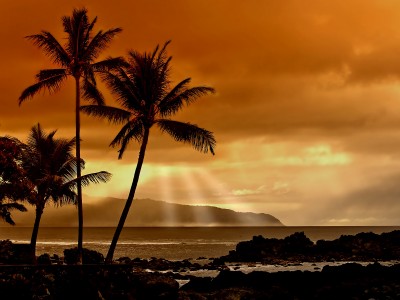 plams in sunset beach image