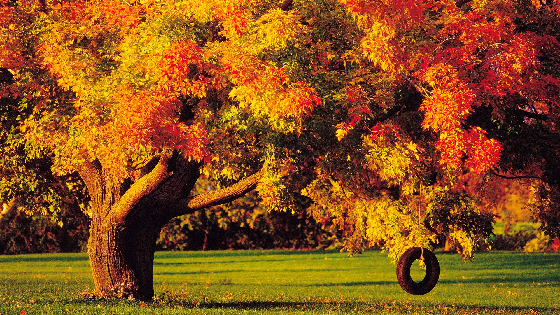 autumn tree wide hd wallpaper