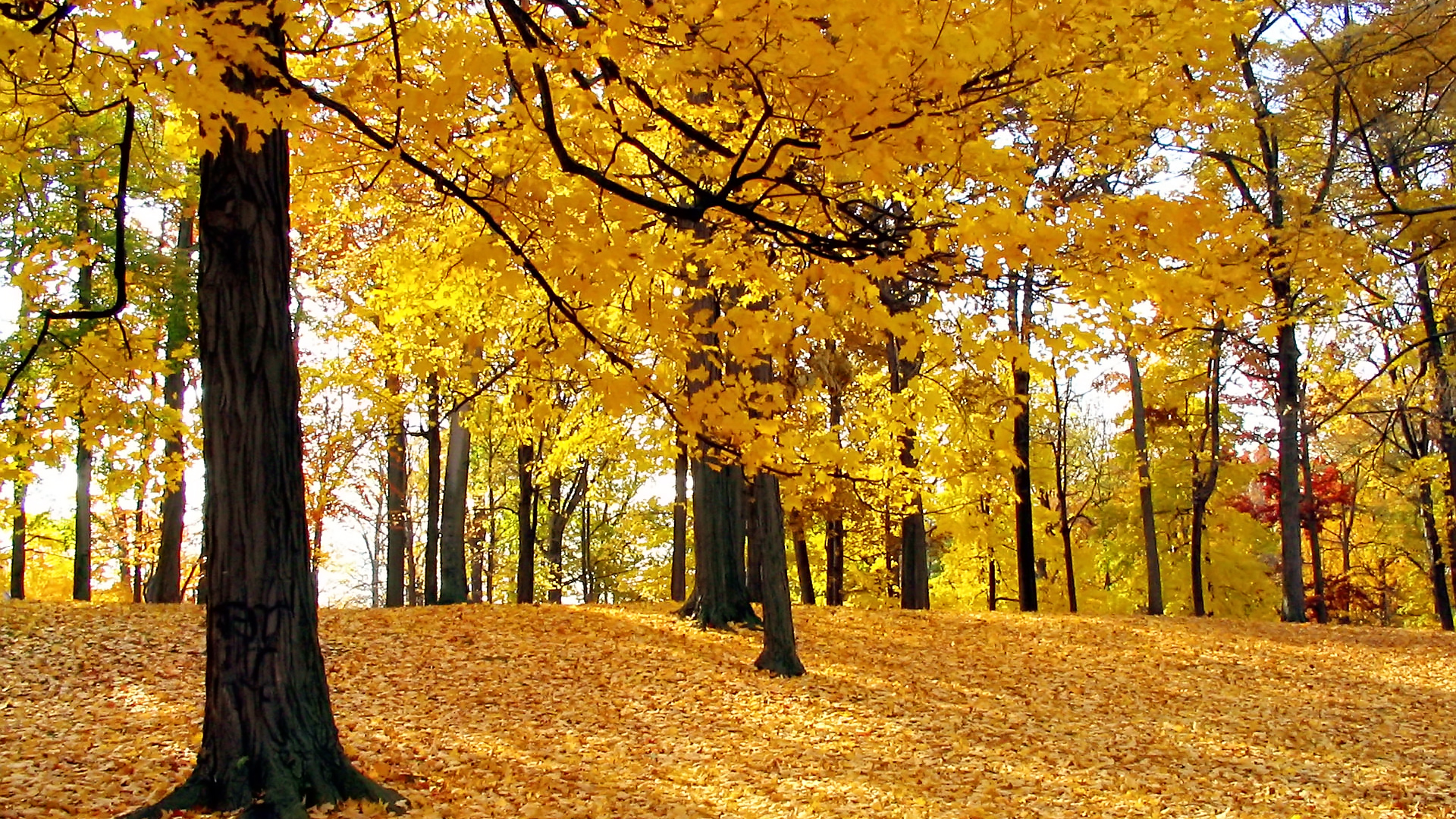 yellow autumn tree wallpaper