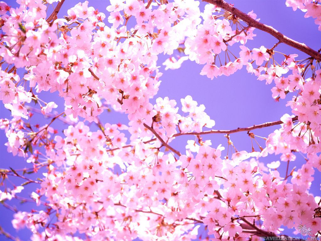 awesome blossom wallpaper