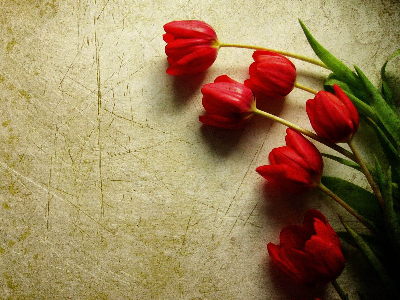 beautiful red tulip wallpaper