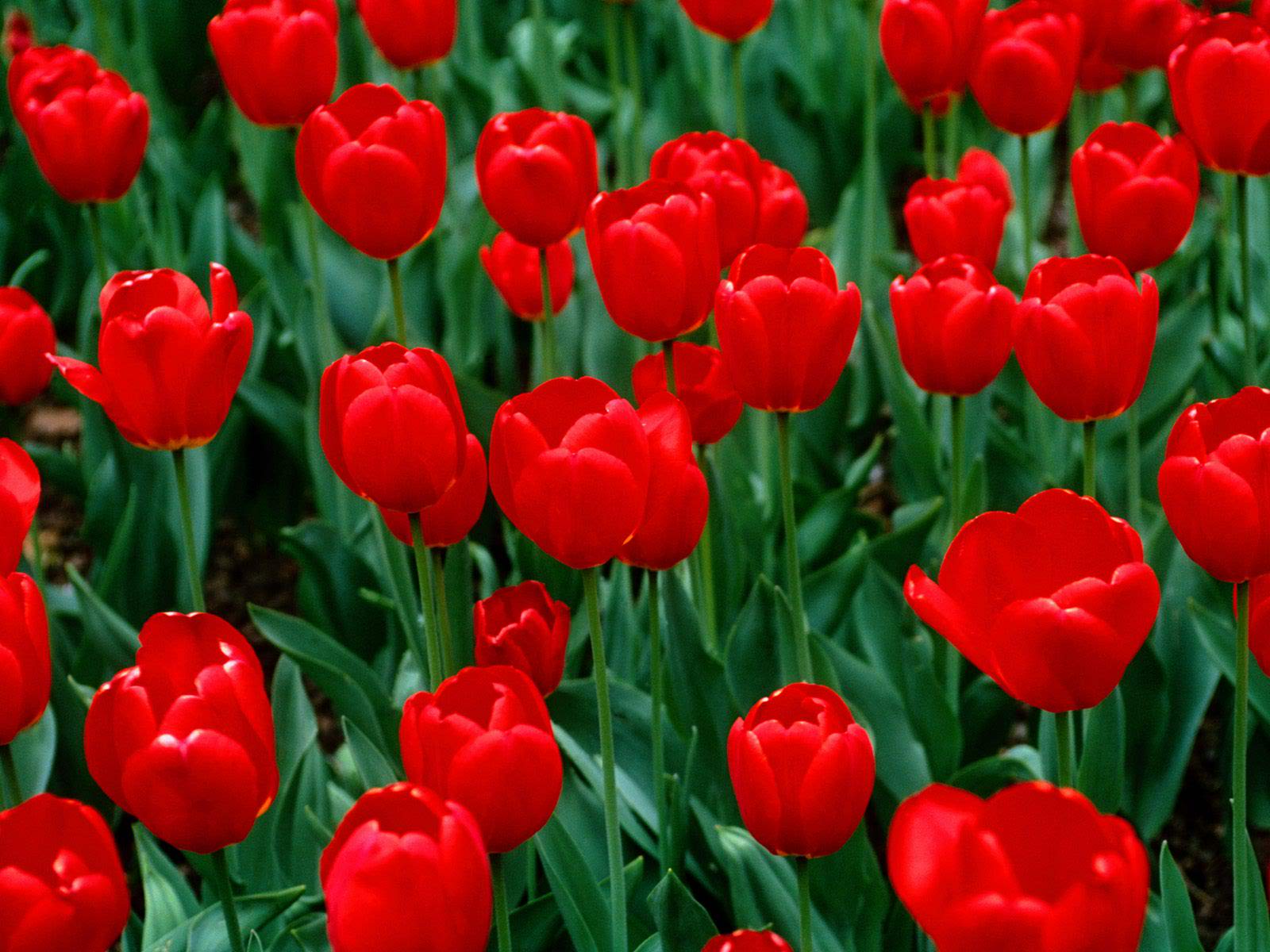 natural red tulip wallpaper