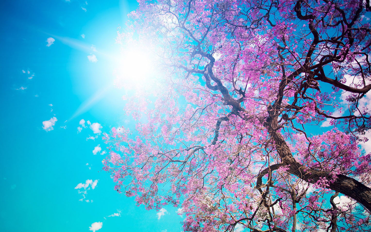 stunning blossom wallpaper