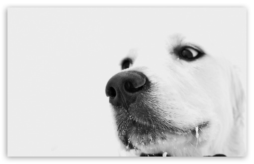 download white dog wallpaper