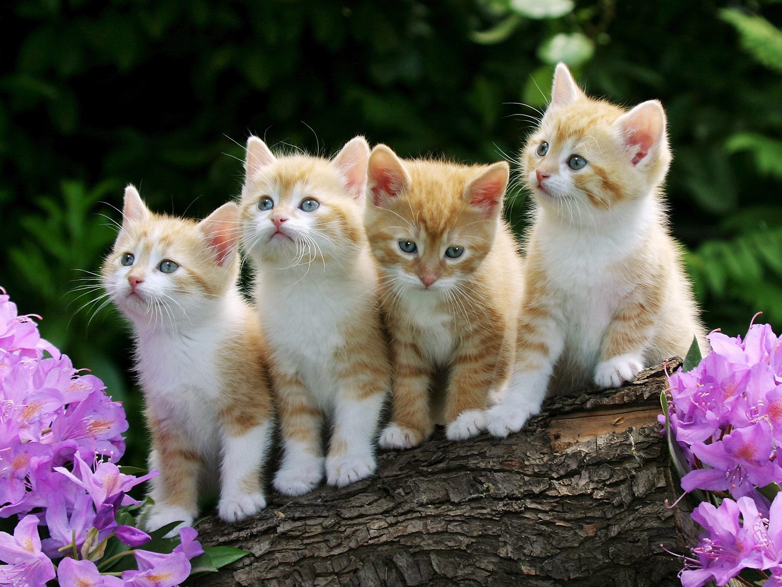 four cats wallpaper