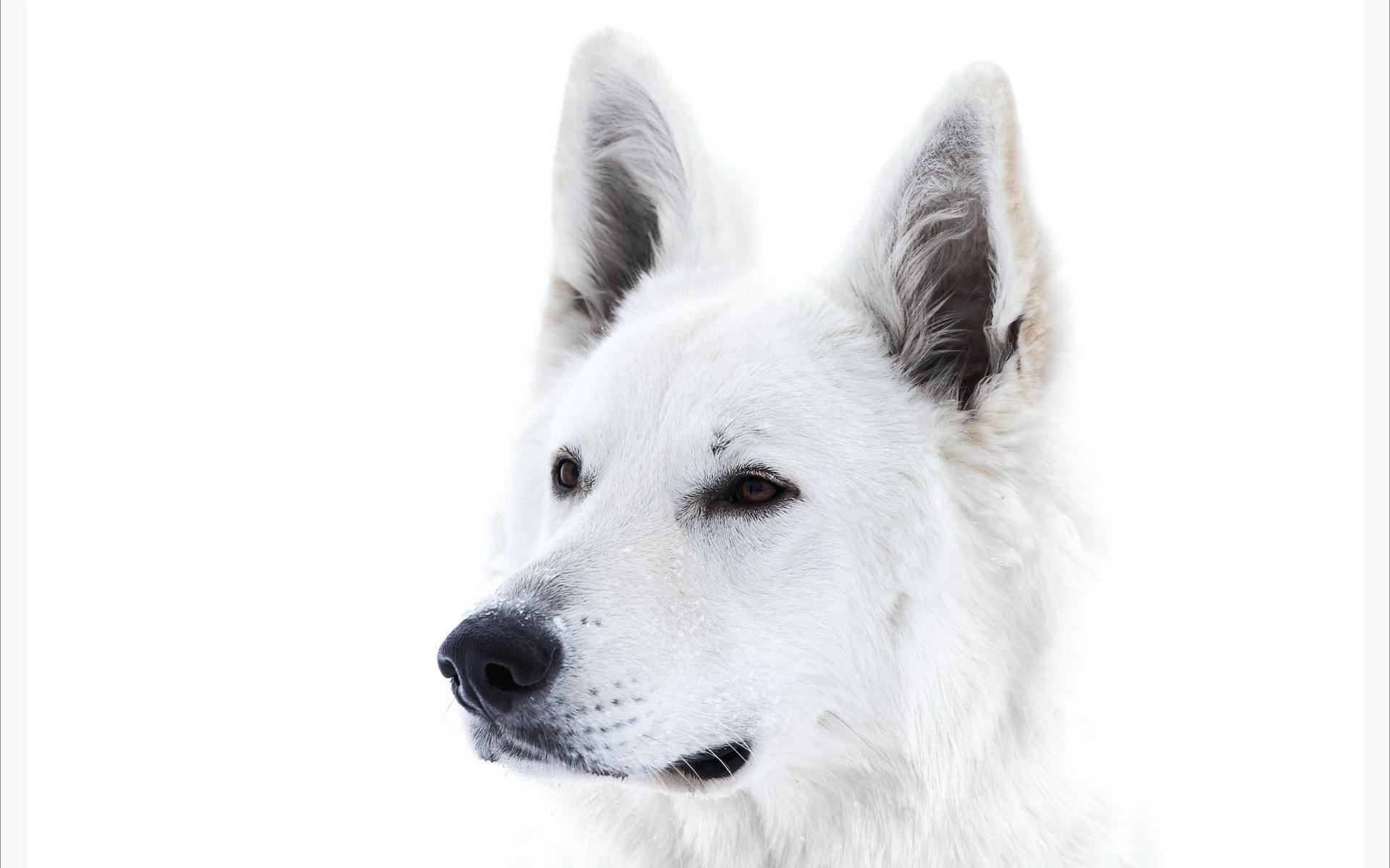 white dog snow wallpaper