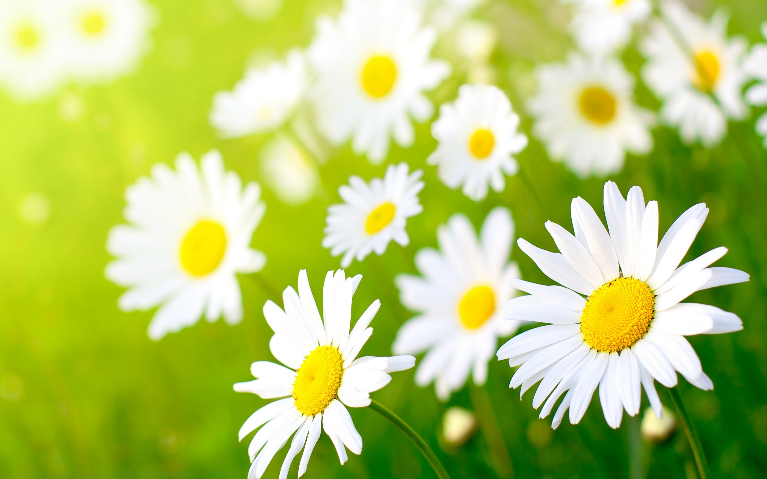 nice daisy flower wallpaper