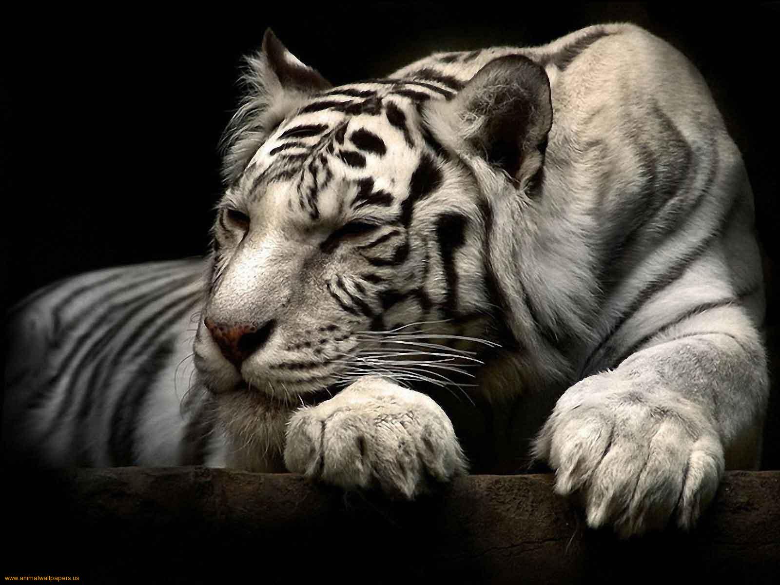 amazing white tiger background