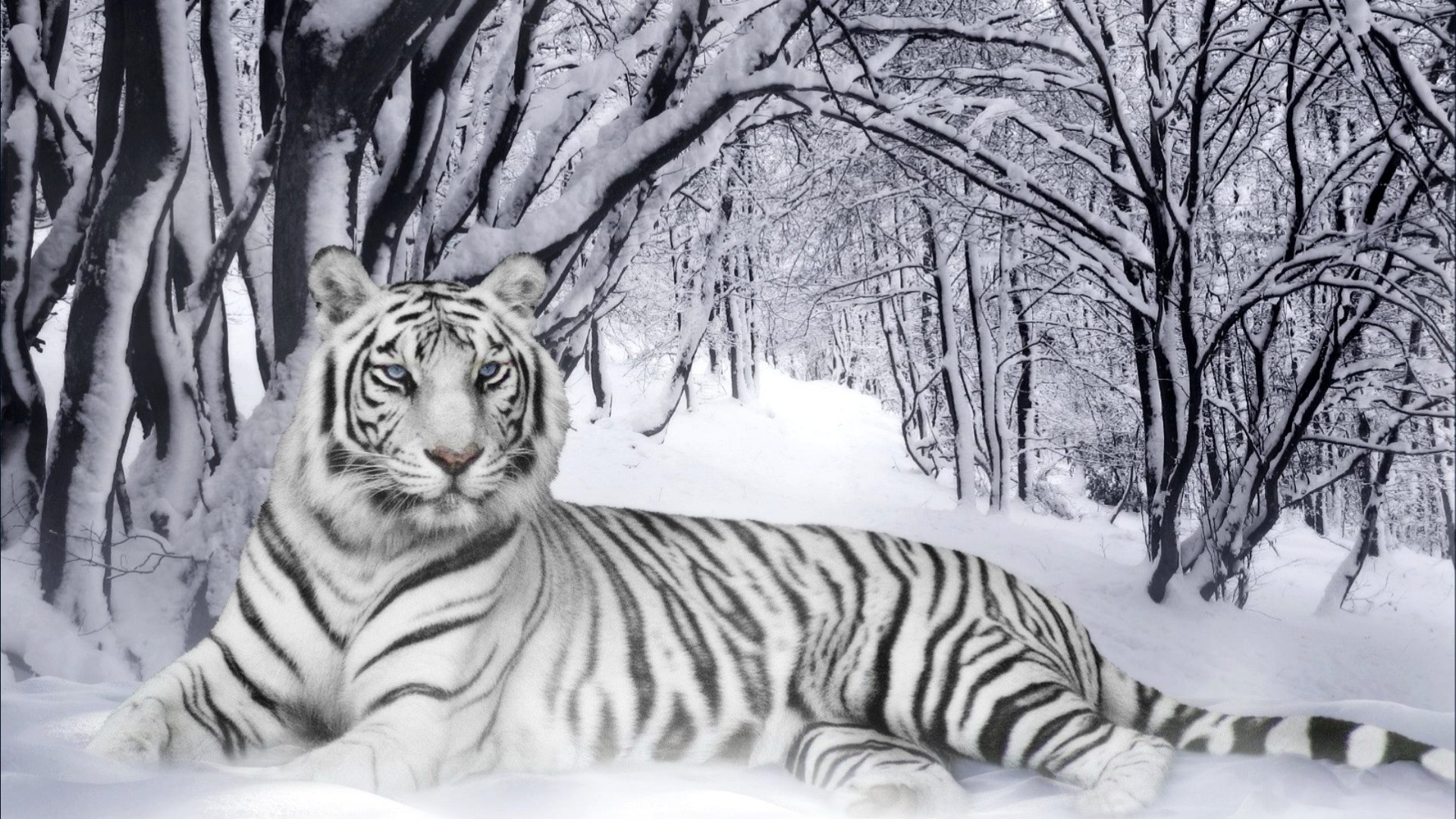 beautiful white tiger background