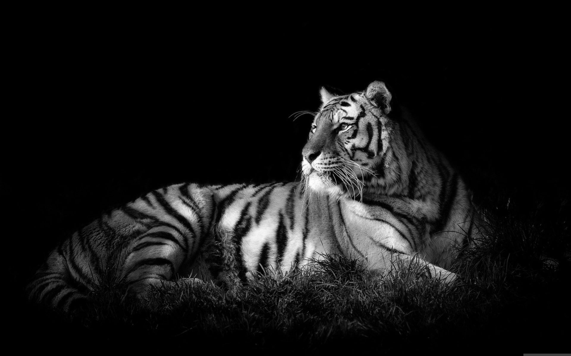 free white tiger background