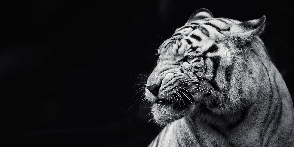 high resolution white tiger background
