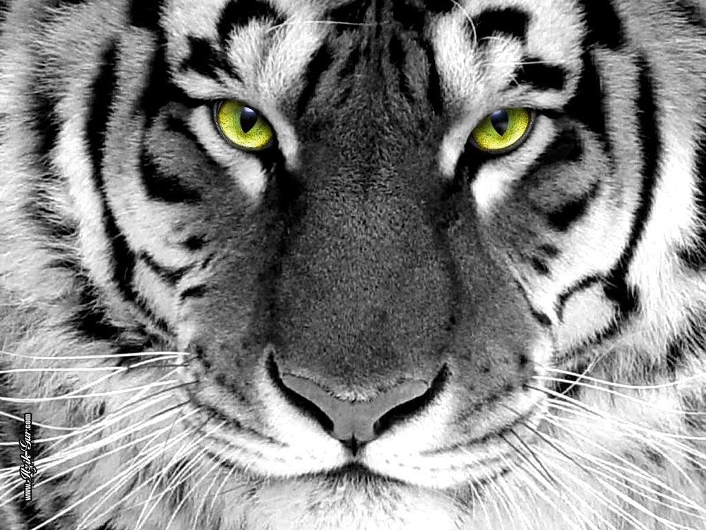 yellow eyes white tiger background