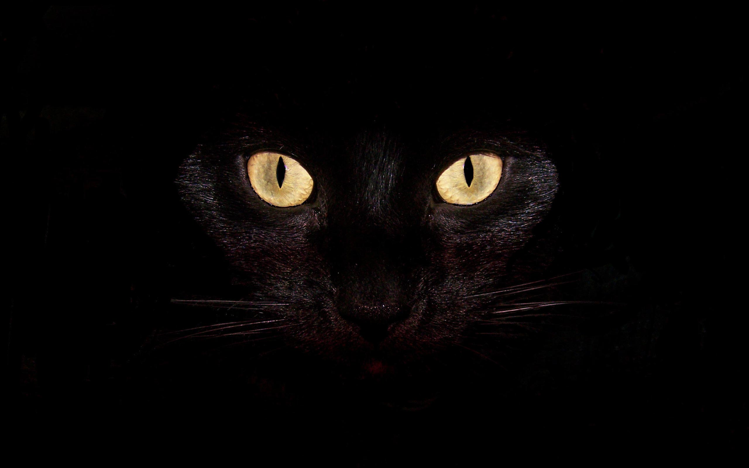 beautiful black cat background