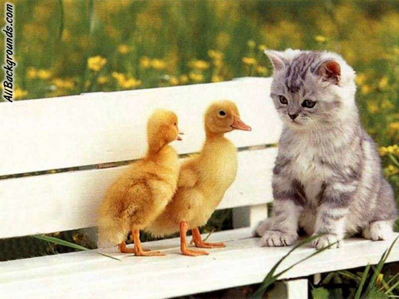 beautiful kitten background hd
