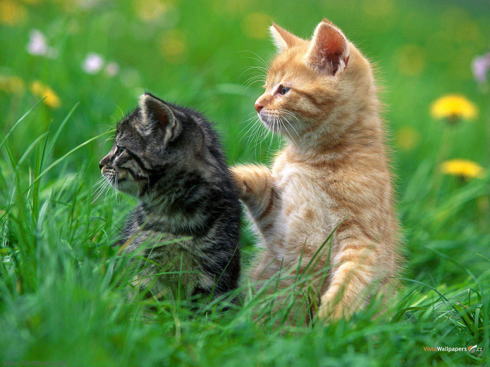 black and brown kitten background