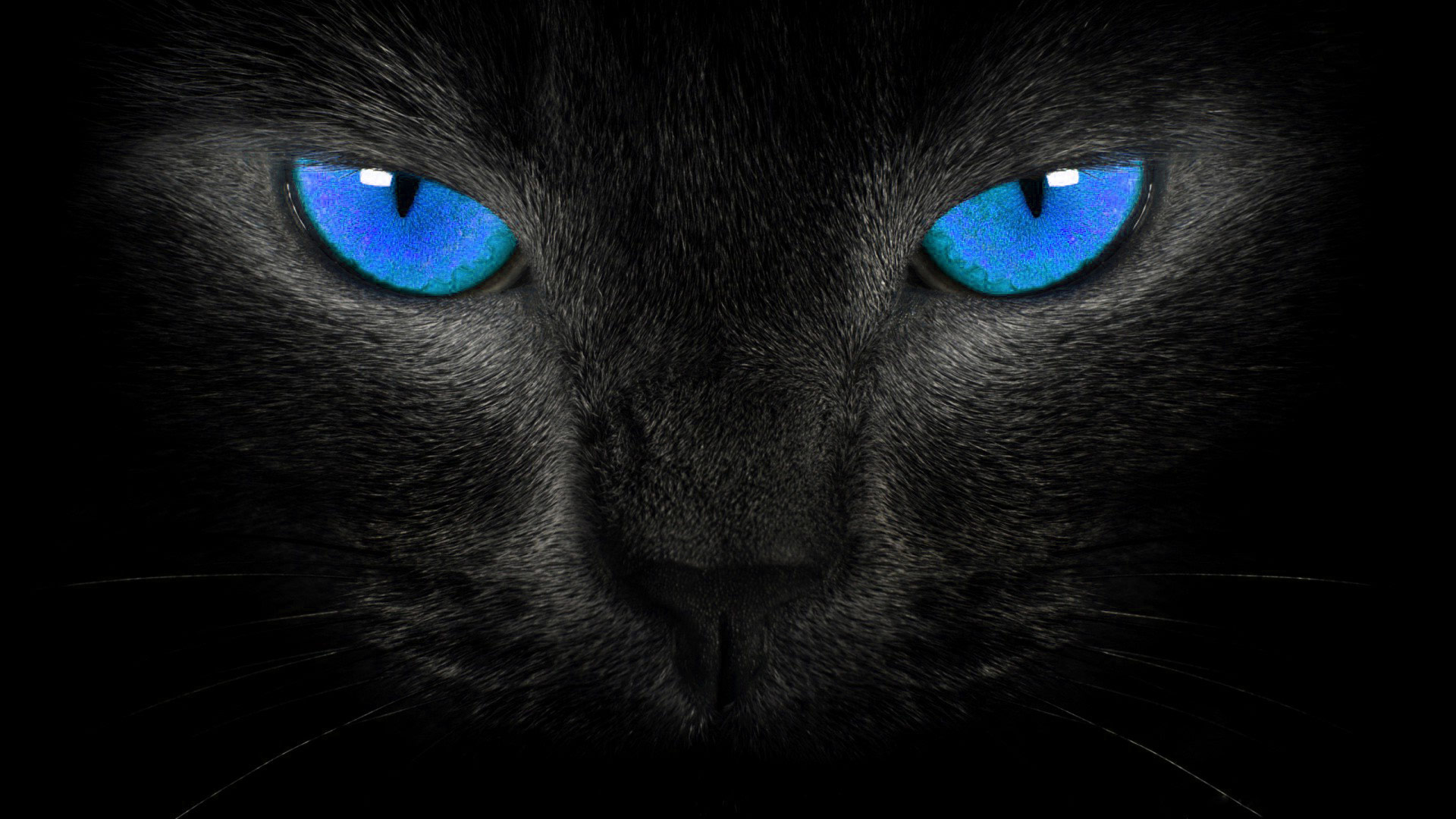 blue eyes black cat background