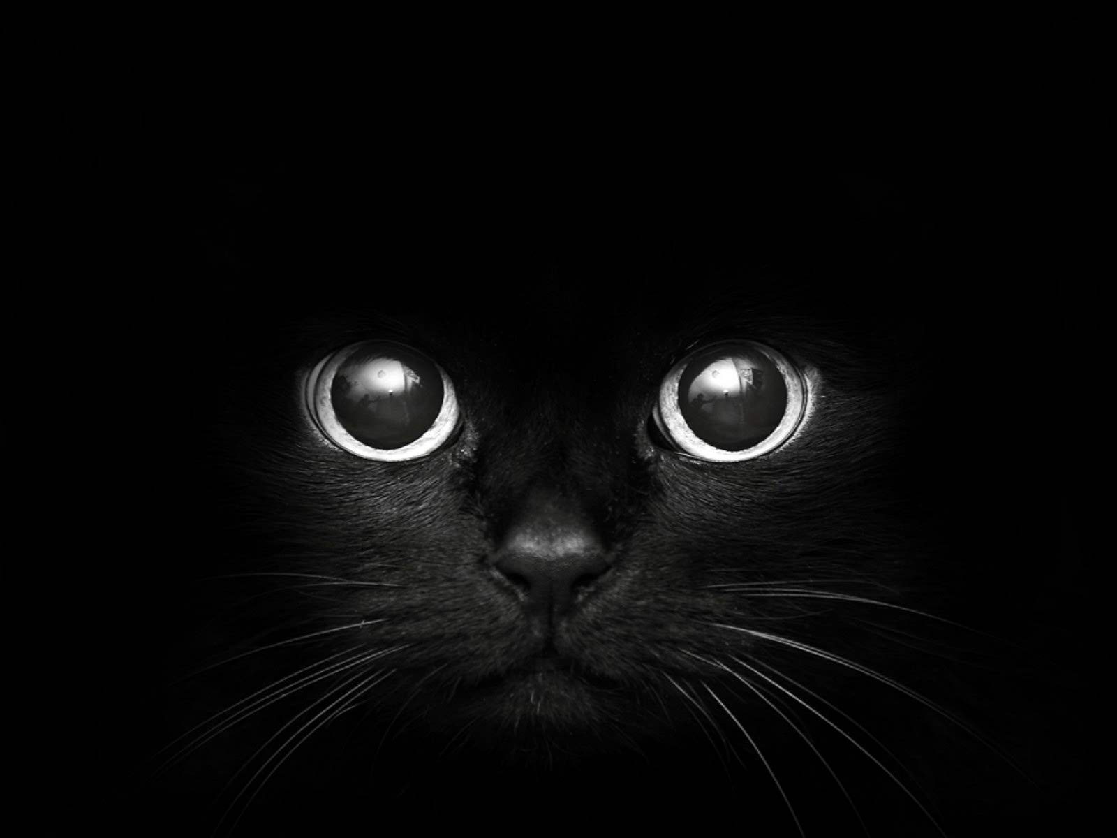 cute black cat background hd