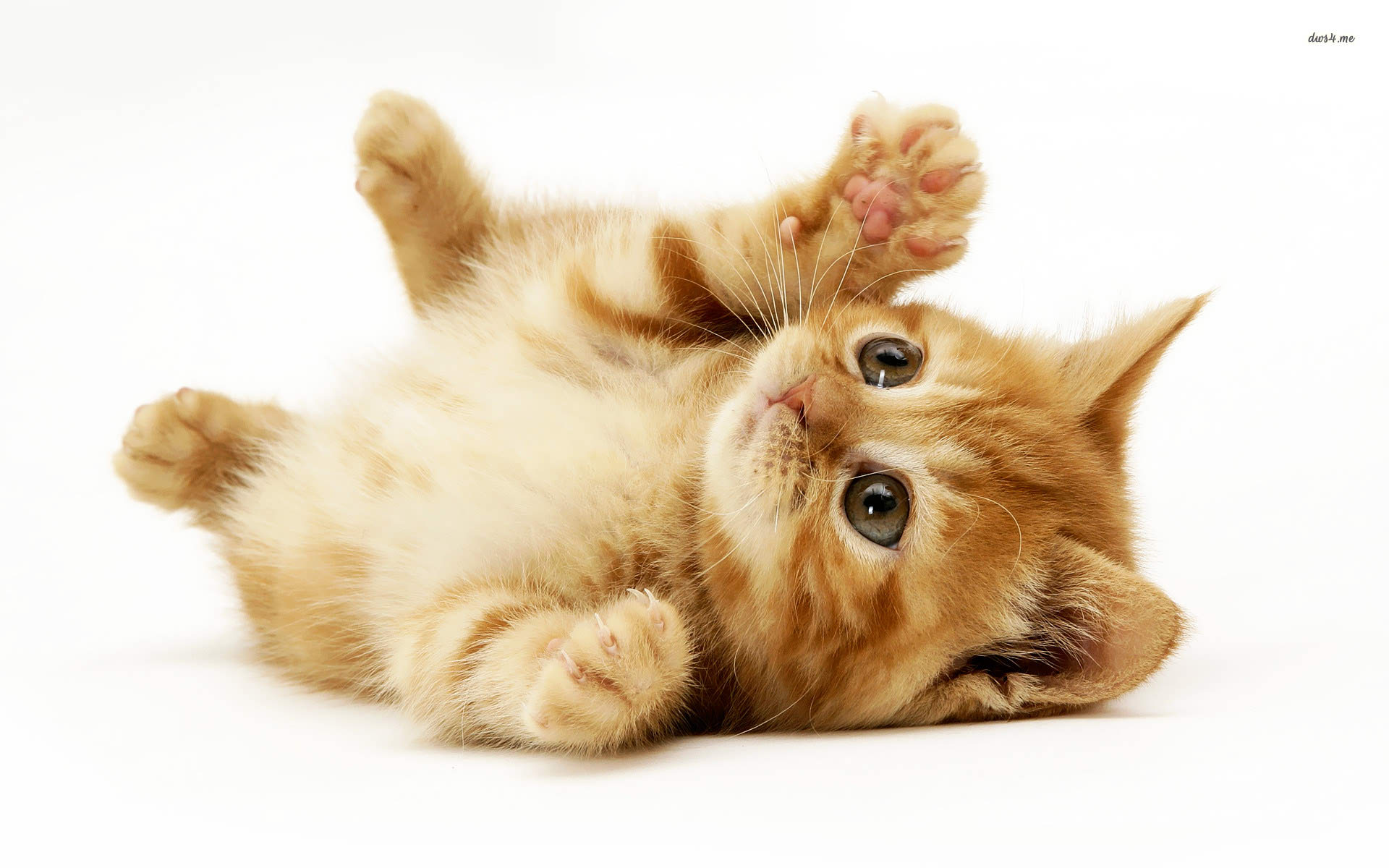 cutest kitten background