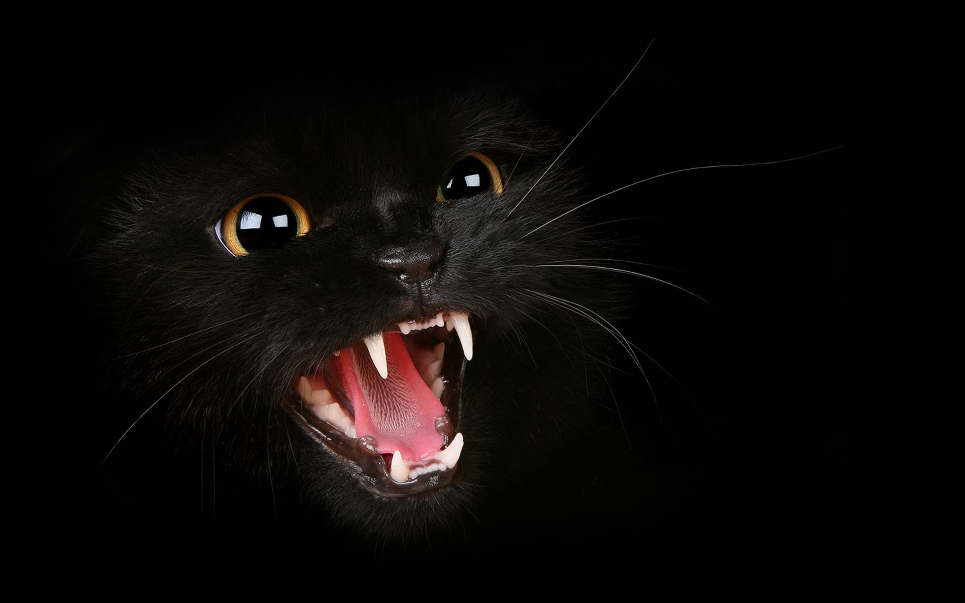 danger black cat background