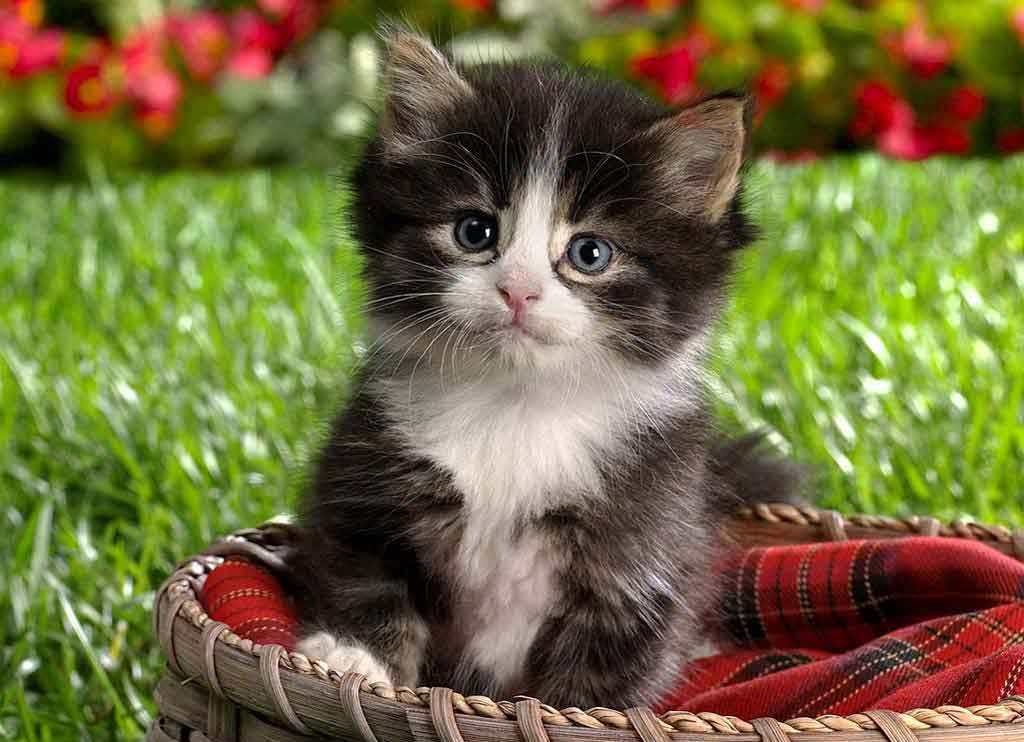 grey eyes kitten background