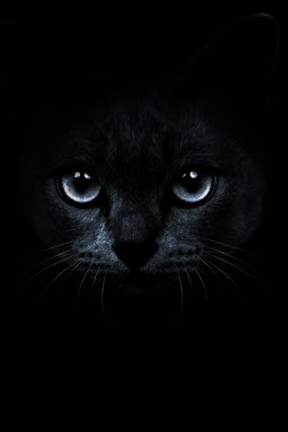 hd black cat background