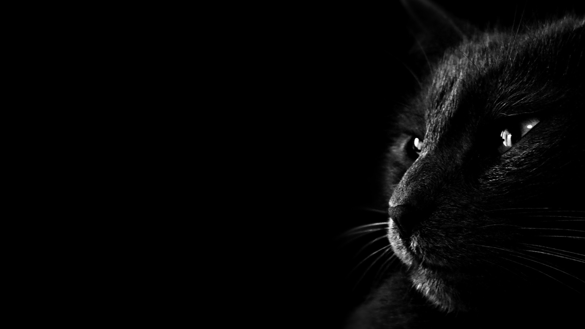 most popular black cat background