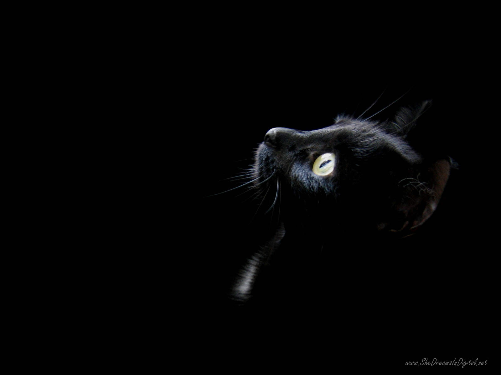 yellow eyes black cat background