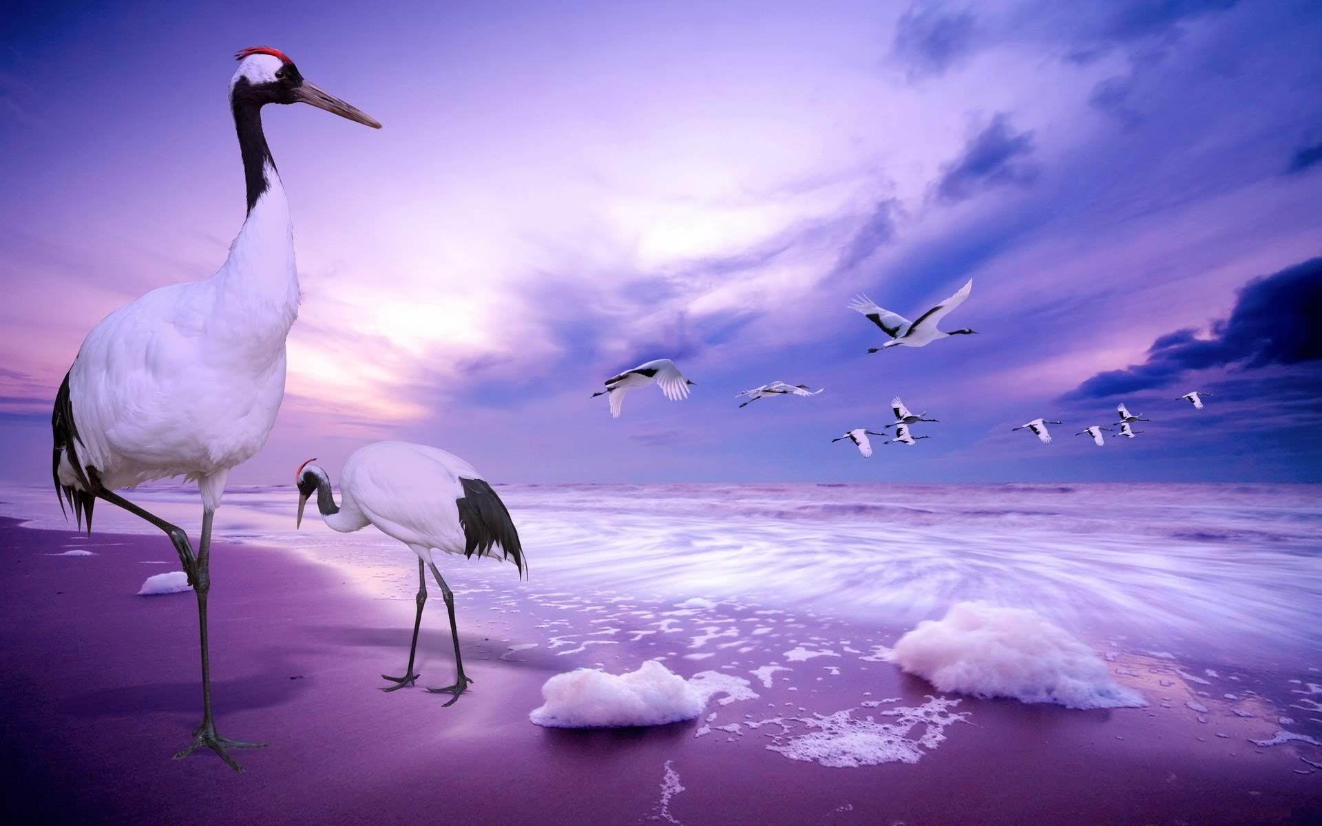 nice bird new wallpaper hd