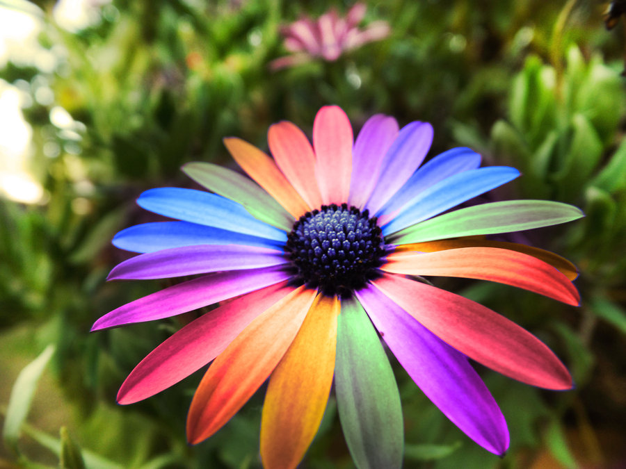 colorful flower image