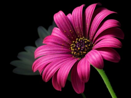 daisy pllen flower image